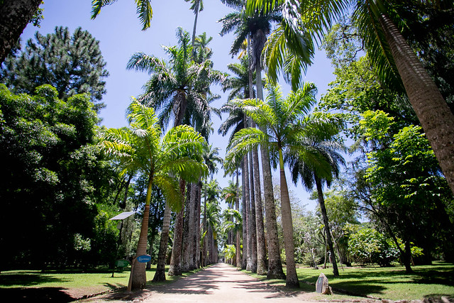 Coleção de plantas do Jardim Botânico do Rio