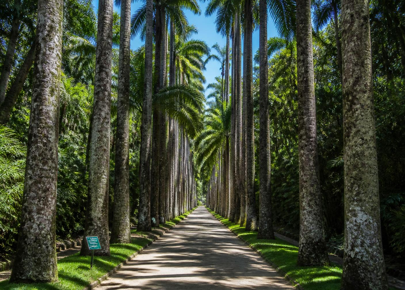 Trilha Guiada na Floresta da Tijuca
